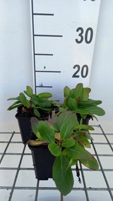 Bergenia 'Silberlicht' - pot 9x9 cm -
