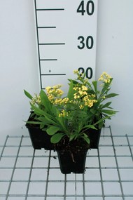 x Solidaster luteus 'Lemore' - pot 9x9 cm