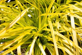 Carex oshimensis 'Everillo' - pot 9x9 cm -