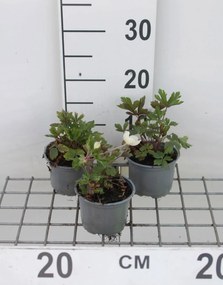 Anemone sylvestris - pot 9x9 cm