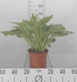 Hosta 'Royal Standard' - pot 3L