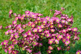 Saxifraga x arendsii - pot 9x9 cm