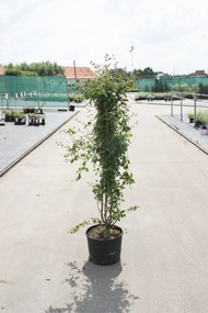 Syringa vulgaris 'Mme Lemoine' - pot - 50-60 cm