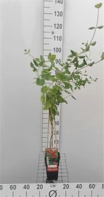 Lonicera x brownii 'Dropmore Scarlet' - pot - 50-60 cm