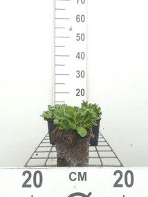 Arabis x arendsii 'Compinkie' - pot 9x9 cm