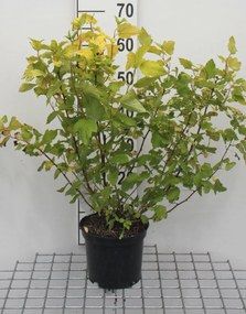 Physocarpus opulifolius 'Dart's Gold' - pot - 30-40 cm -