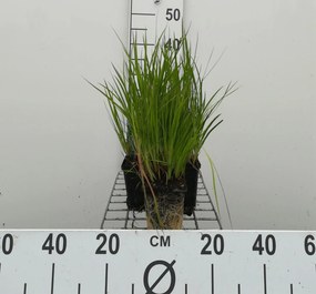 Juncus ensifolius - pot 9x9 cm