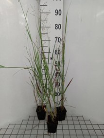Panicum virgatum 'Heiliger Hain' - pot 9x9 cm -