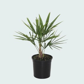 2 x Trachycarpus Fortunei - 40 cm