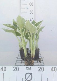 Hosta 'Francee' - pot 9x9 cm -
