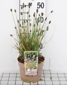 Sesleria heufleriana - pot 3L -