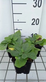 Verbascum phoeniceum 'Flush of White' - pot 9x9 cm