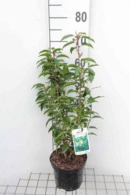 Prunus lusitanica 'Angustifolia' - pot - 40-50 cm - struik -