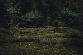 Foto Old coniferous forest with moss and, Schon, (40 x 26.7 cm)