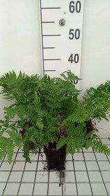 Dryopteris carthusiana - pot 9x9 cm -