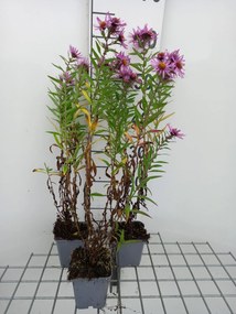 Aster novae-angliae 'Barr's Pink' - pot 9x9 cm