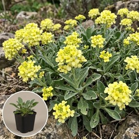 Aurinia saxatilis 'Sulphurea' - pot 9x9 cm