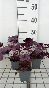 Heuchera 'TNHEUFP' (Forever Purple) - pot 9x9 cm -
