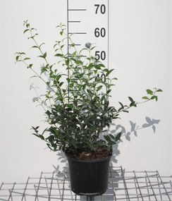 Osmanthus x burkwoodii - pot 3L - 40-60 cm - struik -