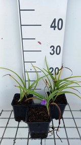 Tradescantia 'Blue Stone' - pot 9x9 cm