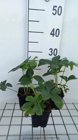 Helleborus orientalis Red Hybrids - pot 9x9 cm