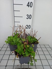 Mimulus luteus - pot 9x9 cm